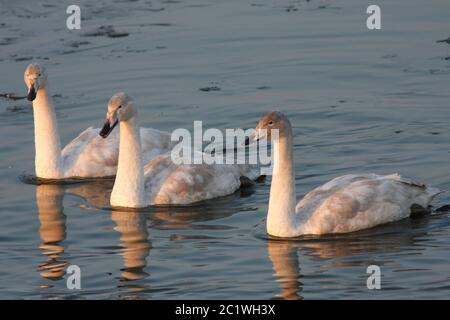 WHOOPER SWAN (Cygnus cygnus) drei erste Winter jung, Schottland, Großbritannien. Stockfoto