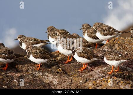 TURNSTONE, Schottland, Großbritannien. Stockfoto