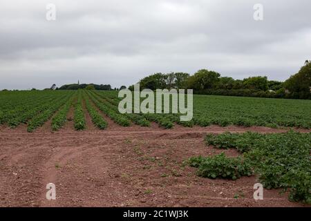 Feld von Pembroke Kartoffeln - Landwirtschaft Stockfoto