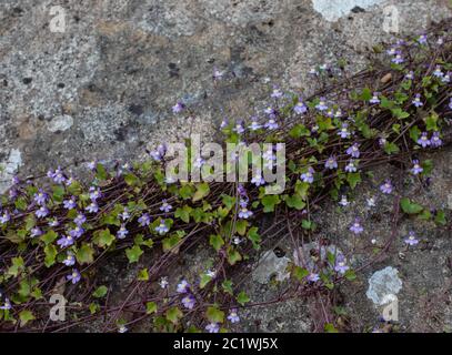 Cymbalaria muralis - Efeu-leaved Kröte Flachs Stockfoto