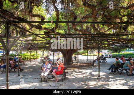 Weitläufiger Schattenbaum in Jardim do Príncipe Real (Jardim França Borges) in der Nähe des Stadtteils Bairro Alto in Lissabon, Portugal. Stockfoto