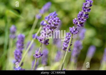 Lupinen Stockfoto