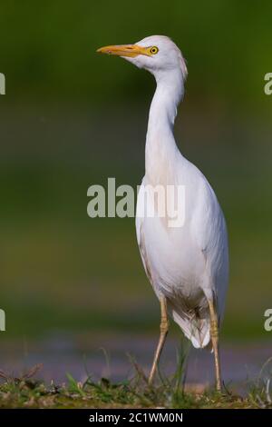 Rinderreiher (Bubulcus ibis), Vorderansicht eines erwachsenen Gefieders im Winter, der auf dem Boden steht, Kampanien, Italien Stockfoto