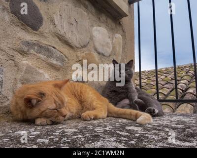 Zwei Katzen schlafen an der Wand Stockfoto