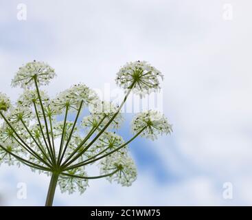 Kuhsilie oder Anthriscus sylvestris gegen weichen bewölkten Himmel mit Kopierraum Stockfoto