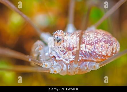 Nahaufnahme von Opiliones, Erntemachen, Papa Longlegs Stockfoto