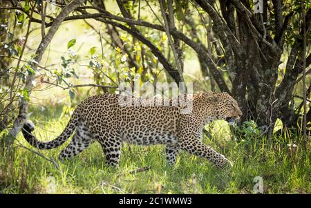 Seitenansicht eines erwachsenen Leoparden, der durch den grünen Busch in Masai Mara Kenia läuft Stockfoto