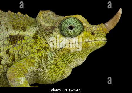 Zwerg-Jacksons-Chamäleon (Trioceros jacksonii merumontanus) weiblich Stockfoto