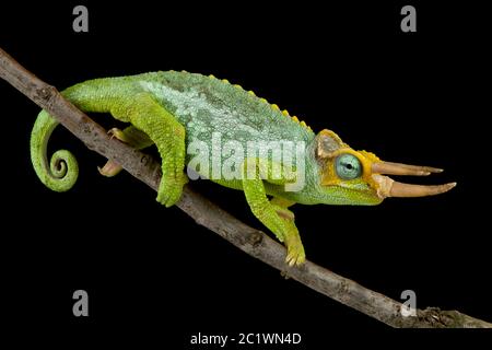 Zwerg-Jackson-Chamäleon (Trioceros jacksonii merumontanus) Stockfoto