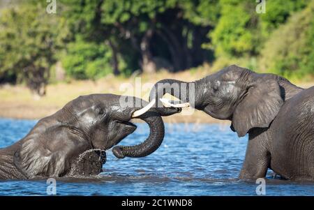 Zwei Elefanten spielen an einem sonnigen Tag im Wasser mit grünen Büschen im Hintergrund im Chobe River Botswana Stockfoto