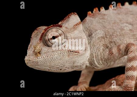 Namaqua chamäleon (Chamäleon namaquensis) Stockfoto