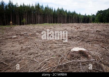 Ein Fichtenwald im Königswald bei Köln, der an Dürre gestorben ist und der Rindenkäfer gerodet wurde, Nordrhein-Westfalen, Deutschland. Ein Stockfoto