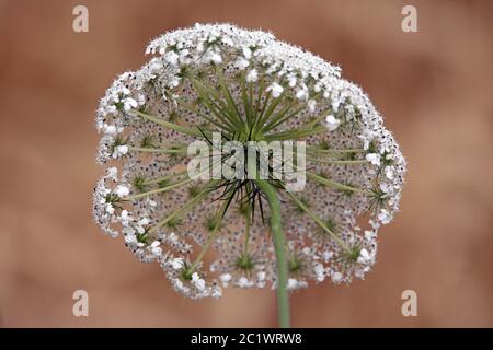 Blütenstand Wilde Karotte Daucus carota von unten Stockfoto