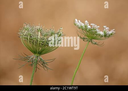 Blütenstand und Fruchtstand am Wild Carrot Daucus carota Stockfoto