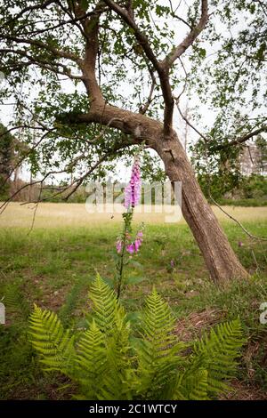 Fingerhut (Digitalis purpurea) im Königswald bei Köln, Nordrhein-Westfalen, Deutschland. Roter Fingerhut (Digitalis purpurea) waechst im Koe Stockfoto