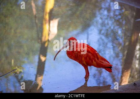 Scharlachrote Ibis am Ufer mit Kopierplatz Stockfoto