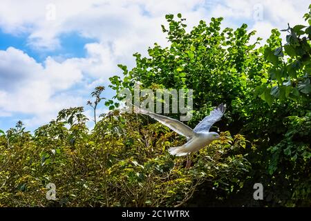 Fliegende europäische Heringmöwe (Larus argentatus) im britischen Park - Chichester, West Sussex, Großbritannien Stockfoto