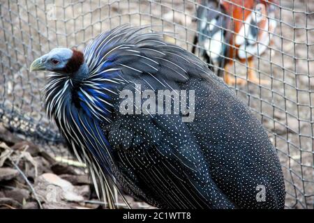 Vulturine Guineafowl. Dunkelgrau und blau Vogel mit weiß verspankelt. Stockfoto