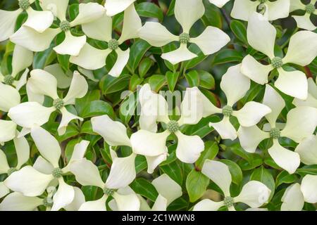 Im Sommer blüht der Dogwood Baum (Cornus hongkongsensis).Blütenhaufen Stockfoto