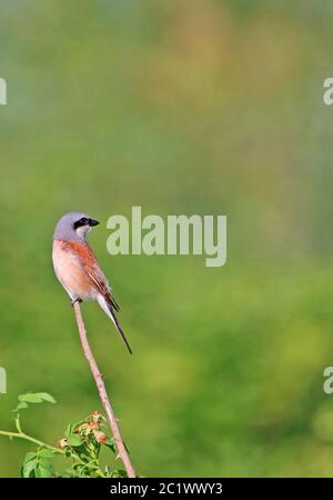 Männlicher neun-Killer Lanius collurio im Naturschutzgebiet WagbachNiederung Stockfoto