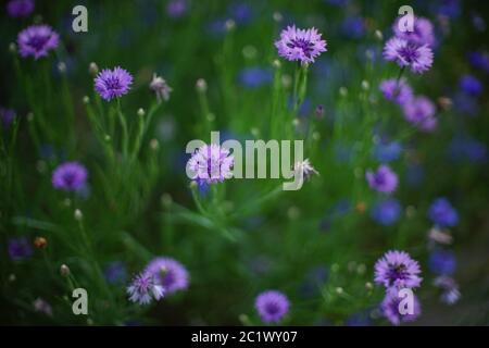 Lila Kornblumen wachsen im Sommergarten, Nahaufnahme. Stockfoto