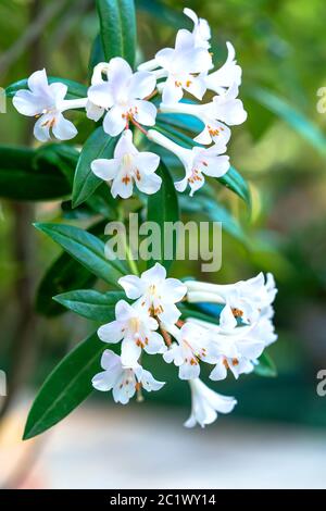 Australische Azaleen blühen in einem kleinen Garten. Die Pflanze wird als Zierpflanze und Heilpflanze verwendet und ist auch die Nationalblume Nepals Stockfoto