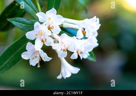 Australische Azaleen blühen in einem kleinen Garten. Die Pflanze wird als Zierpflanze und Heilpflanze verwendet und ist auch die Nationalblume Nepals Stockfoto