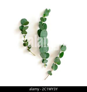 Flachlage von Eukalyptus-Zweigen auf weißem Hintergrund. Stockfoto