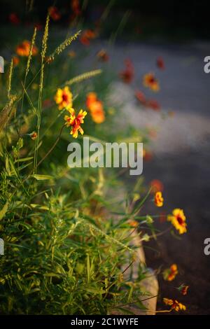 Gelb orange Blüten gaillardia wachsen im Sommerabend an der Straße Stockfoto