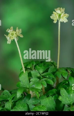 Moschatel, fünfgesichtiger Bischof, Hollowroot, Muskroot, Rathausuhr, Rathausuhr, Tuberöser Kronfuß (Adoxa moschatellina), blühend, Deutschland, Bayern, Oberbayern Alpenvorland Stockfoto