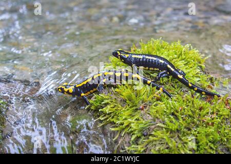 Europäischer Feuersalamander (Salamandra salamandra), zwei Feuersalamander auf moosigen Steinen in einem Waldbach, Schweiz, Sankt Gallen Stockfoto