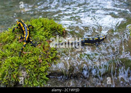 Europäischer Feuersalamander (Salamandra salamandra), zwei Feuersalamander auf moosigen Steinen in einem Waldbach, Schweiz, Sankt Gallen Stockfoto