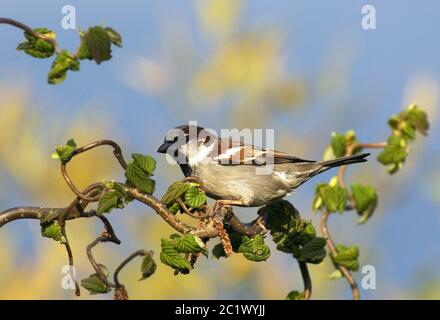 Haussperling (Passer domesticus), sitzt auf einem Haselzweig im Garten, Niederlande Stockfoto