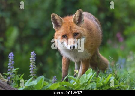 Rotfuchs (Vulpes vulpes), zwischen Waldblumen aufforsten, Vorderansicht, Schweiz, Sankt Gallen Stockfoto