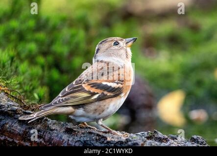 brambling (Fringilla montifringilla), Barsche auf einer Filiale, Niederlande Stockfoto