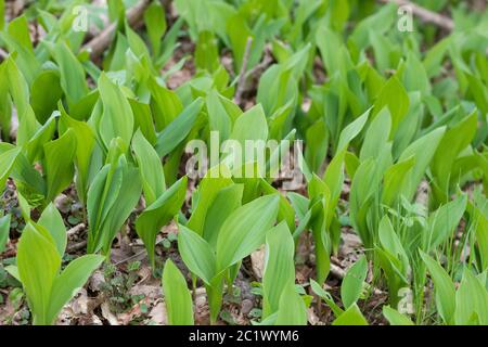 Europäische Maiglöckchen (Convallaria majalis), junge Blätter vor der Blüte, Deutschland Stockfoto