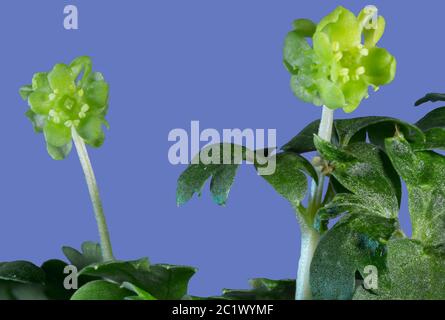 Moschatel, fünfgesichtiger Bischof, Hollowroot, Muskroot, Rathausuhr, Rathausuhr, Tuberöser Kronfuß (Adoxa moschatellina), Blumen auf blauem Hintergrund, Deutschland, Bayern Stockfoto