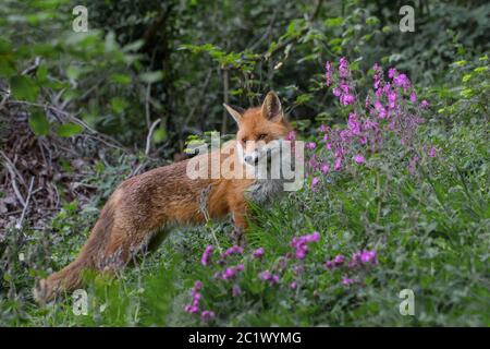 Rotfuchs (Vulpes vulpes), zwischen Waldblumen aufforsten, Seitenansicht, Schweiz, Sankt Gallen Stockfoto