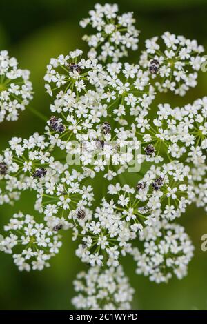 Vielseitiger Teppichkäfer (Anthrenus verbacci), auf Bodenelder, Niederlande, Friesland Stockfoto