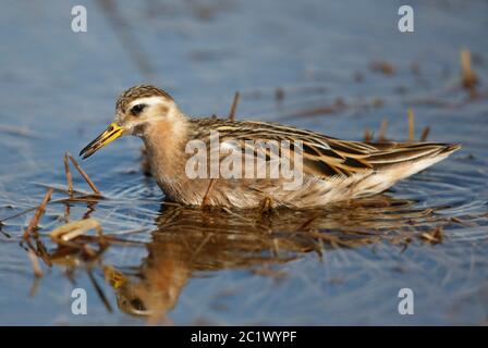 Graues Phalarop (Phalaropus fulicarius), Männchen im Sommergefieder in Brutgebiet, USA, Alaska Stockfoto