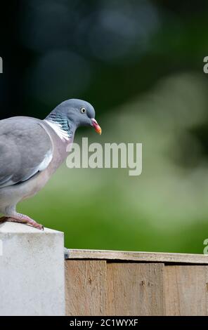 Holztaube (Columba palumbus) auf einem Gartenzaun Stockfoto