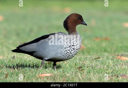 Mähne (Chenonetta jubata), Männchen, auf Rasen stehend, Australien, Queensland Stockfoto