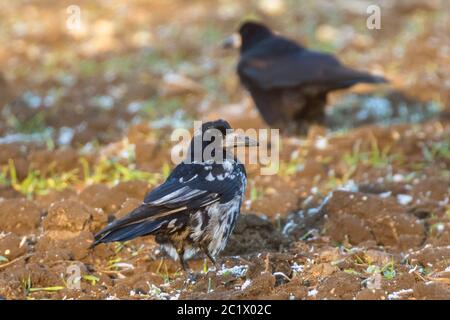 rook (Corvus frugilegus), extrem seltener Weißfleckiger Morph, Leukismus, Deutschland, Bayern, Niederbayern, Niederbayern Stockfoto