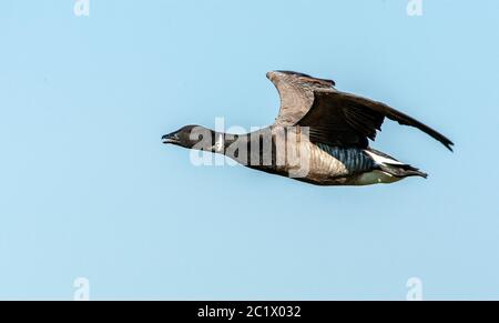 brent Gans (Branta bernicla), Erwachsene rufen im Flug und von Side aus gesehen, Niederlande, Texel Stockfoto