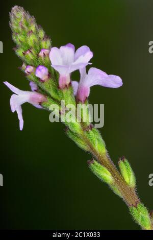 Europäischer Vervain, Putengras, einfachere Freude (Verbena officinalis), Blumen, Makroaufnahme, Deutschland, Bayern Stockfoto