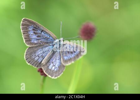 Dunkelblau (Phengaris eccuthous, Maculinea eccuthous, Glaucopsyche eccuthous), Männchen sonnenbaden auf einer burnet Blume, Deutschland, Bayern, Niederbayern, Niederbayern Stockfoto