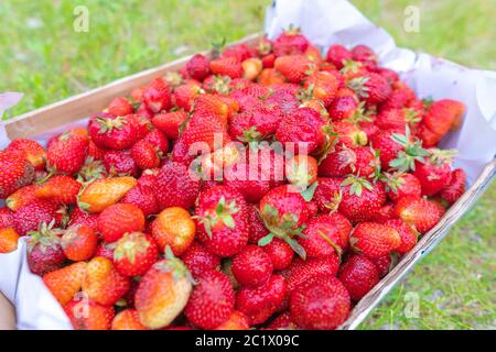 Frische Erdbeeren in einer Holzkiste. Auf einem hölzernen Hintergrund. Draufsicht Stockfoto