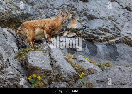 Alpine Steinbock (Capra Steinbock, Capra Steinbock Steinbock), junger männlicher Alpine Steinbock in steil abfallenden Felswänden mit blühenden Bergkuhstmucken, Schweiz, Toggenburg, Chaeserrugg Stockfoto