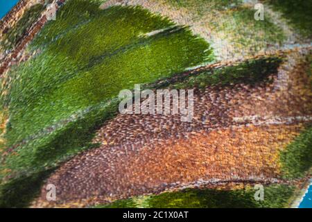 Oleander-Falkmotte, Oleander-Falkmotte, Armee-Grünmotte (Daphnis nerii, Deilephila nerii), Detail von Flügelmustern, Tarnung Stockfoto