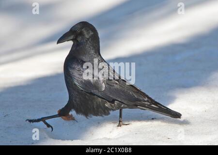 Rabe (Corvus corax), im Schnee, Belgien, Ardennen Stockfoto